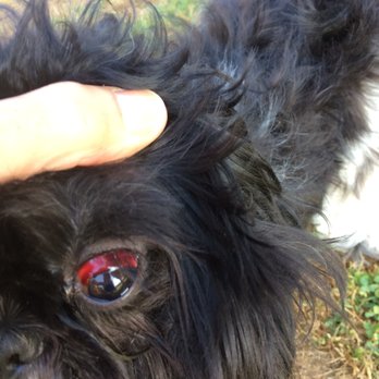 Bark ATL - Pet Sitting Near Me - Atlanta, Georgia