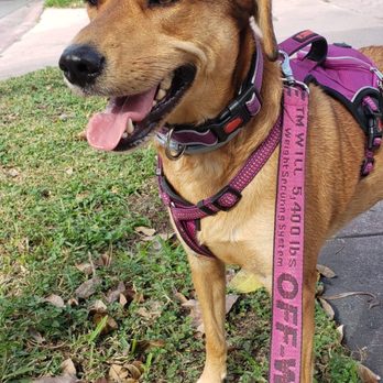 Valentina Pet Care - Pics I receive from Giorgia during my pup's walk :) - Pet Boarding Near Me