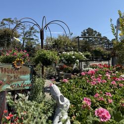 Ace Garden Center - Hanging baskets, statues