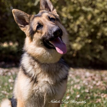 Monroe Low Cost Spay/Neuter Clinic - Tahoe, looking happy as ever - Veterinarians Near Me - Monroe, North Carolina Monroe Low Cost Spay/Neuter Clinic - Tahoe, looking happy as ever - Veterinarians Near Me - Monroe, North Carolina