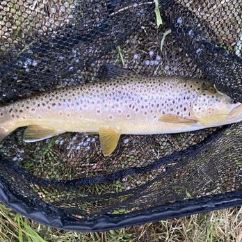 The Next Eddy - 16" Brownie, or Wild Rainbow? - Fishing Near Me - Salida, Colorado