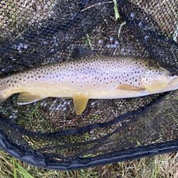 The Next Eddy - 16" Brownie, or Wild Rainbow?