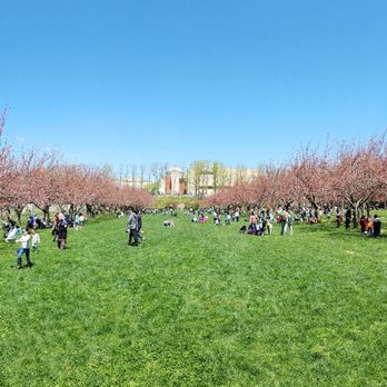 Brooklyn Botanic Garden - Cherry Esplanade panoramic view - Botanical Gardens Near Me - Brooklyn, New York Brooklyn Botanic Garden - Cherry Esplanade panoramic view - Botanical Gardens Near Me - Brooklyn, New York