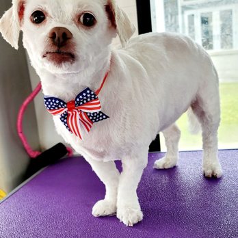 Mobile Pet Parlour - Pet Groomers Near Me Mobile Pet Parlour - Pet Groomers Near Me