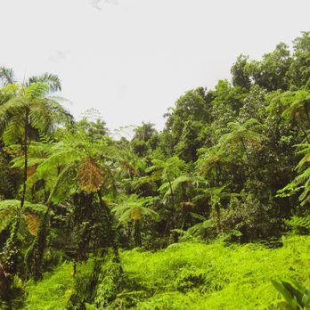 El Yunque Rainforest - Hiking Trail - Hiking Near Me - Luquillo, Puerto Rico El Yunque Rainforest - Hiking Trail - Hiking Near Me - Luquillo, Puerto Rico