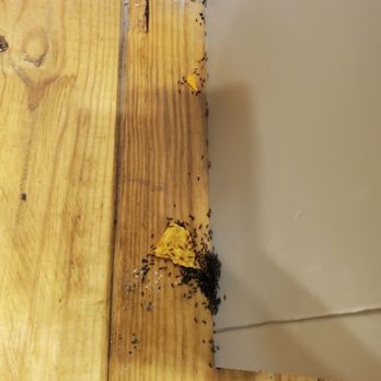 Bear Camp Cabin Rentals - Ant infestation in the cabin - Vacation Rentals Near Me - Pigeon Forge, Tennessee