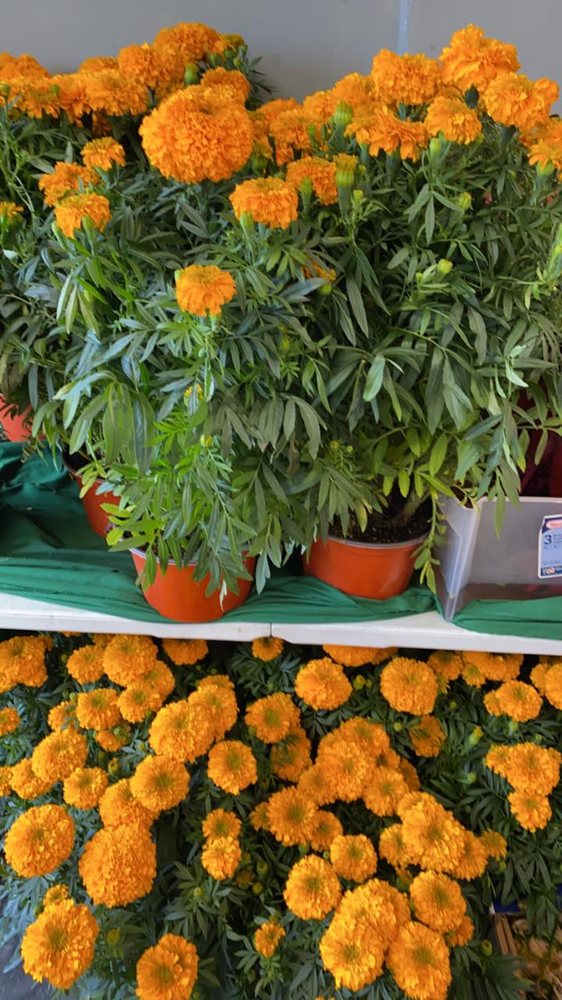 FRUTAS Y VERDURAS LA SETENTA Logo