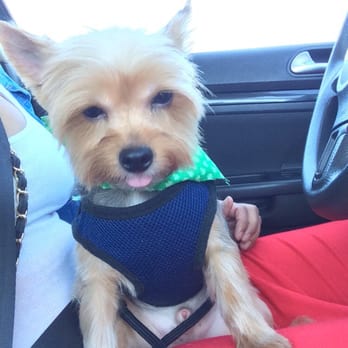 Dirty Paws Grooming Spa - I love how his haircut turned out - Pet Groomers Near Me - Temecula, California Dirty Paws Grooming Spa - I love how his haircut turned out - Pet Groomers Near Me - Temecula, California