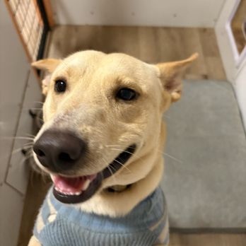 Great Woof Lodge - Pet Boarding Near Me - La Marque, Texas Great Woof Lodge - Pet Boarding Near Me - La Marque, Texas