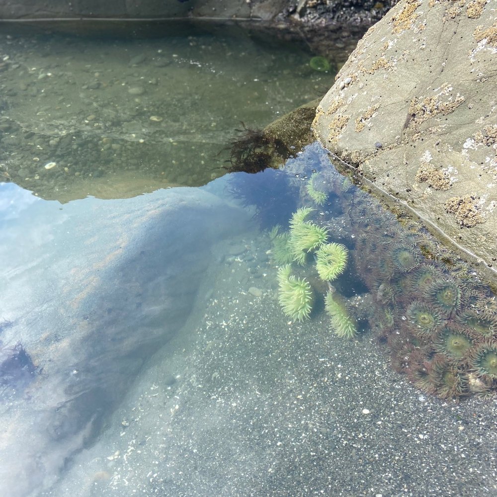 Third Beach - Hiking Near Me - Clallam, Washington