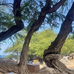 Shade trees Shade trees