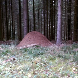 Kroppacher Schweiz