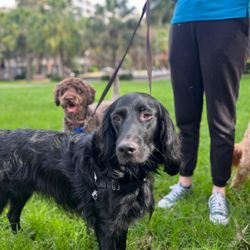 Dogs @ Play