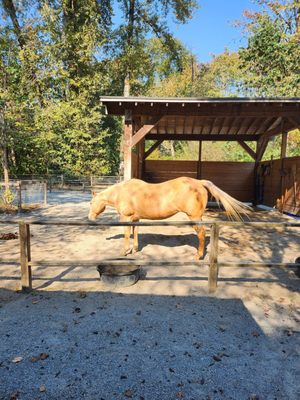 Maplewood Farm by null