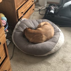 LCI Pet Resort - Exhausted Puppy