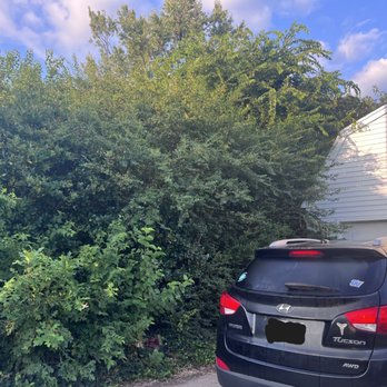 JTrees - side of garage - before - Tree Services Near Me JTrees - side of garage - before - Tree Services Near Me