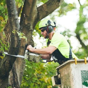 Most Poplar Tree Service - Tree Services Near Me - Canfield, Ohio Most Poplar Tree Service - Tree Services Near Me - Canfield, Ohio
