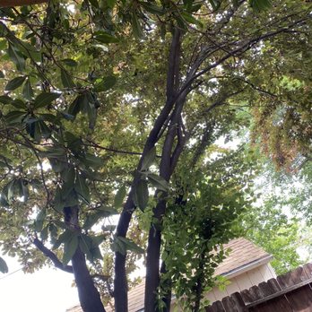 Ray's Tree Services - Other view of the plum cherry tree - Tree Services Near Me - Vallejo, California Ray's Tree Services - Other view of the plum cherry tree - Tree Services Near Me - Vallejo, California
