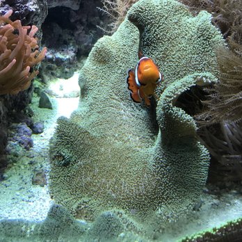Shedd Aquarium - Clownfish - Aquariums Near Me - Chicago, Illinois