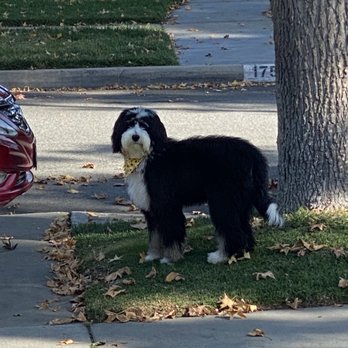 Rooted Dog Training - Working on off leash training. - Pet Training Near Me