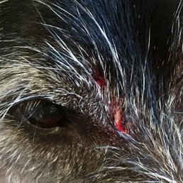 Completely unprovoked, our resident dog was attacked and bitten in two places. Completely unprovoked, our resident dog was attacked and bitten in two places.