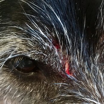 Tiny N Tall Rescue - Completely unprovoked, our resident dog was attacked and bitten in two places. - Pet Adoption Near Me Tiny N Tall Rescue - Completely unprovoked, our resident dog was attacked and bitten in two places. - Pet Adoption Near Me