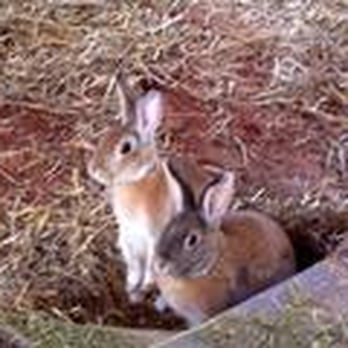 Rabbit Sanctuary - Animal Shelters Near Me Rabbit Sanctuary - Animal Shelters Near Me