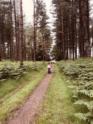 Thetford Forest by null