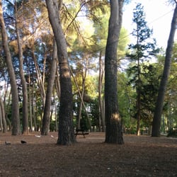 Parc De Sant Vicent - Pinada
