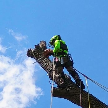 A & L Tree & Contract Climbing - Tree Services Near Me - Bartlesville, Oklahoma A & L Tree & Contract Climbing - Tree Services Near Me - Bartlesville, Oklahoma