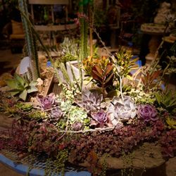 Casas Succulents And Cactus - Beautiful work!