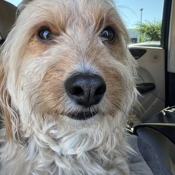 Standiford Veterinary Center - Bear discharged from the hospital! - Veterinarians Near Me - Modesto, California Standiford Veterinary Center - Bear discharged from the hospital! - Veterinarians Near Me - Modesto, California