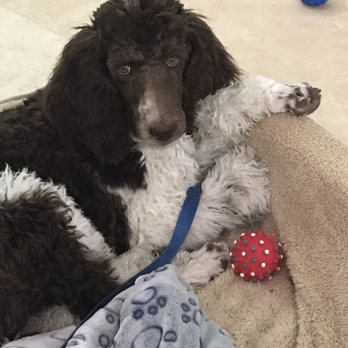 Board N Behave - Winston loves to go to Board N Behave! Farren is the best! - Pet Training Near Me - Wildomar, California