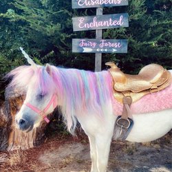 Dreamland Ponies