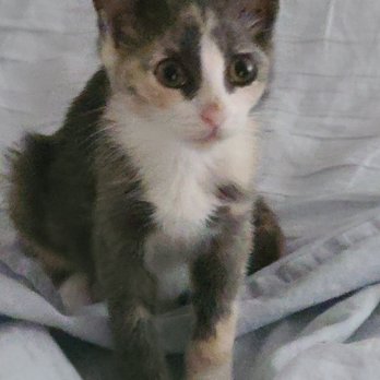 Petco - Her eyes almost bigger than her head Think daddy was a  Possum - Pet Stores Near Me - North Charleston, South Carolina