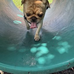 Gary B. Jones Park for People and Pups
