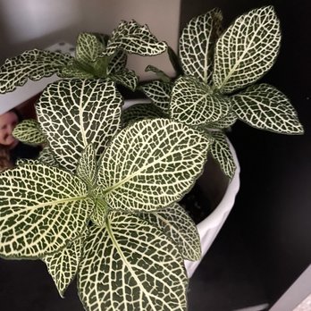 Fern - Fittonia - Home Decor Near Me - Cincinnati, Ohio