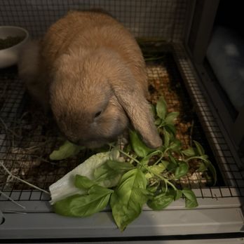 The Critter Care Center - Veterinarians Near Me - Norco, California The Critter Care Center - Veterinarians Near Me - Norco, California