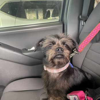 SiD's Grooming & More - Before picture - Pet Groomers Near Me - Santa Fe, Texas