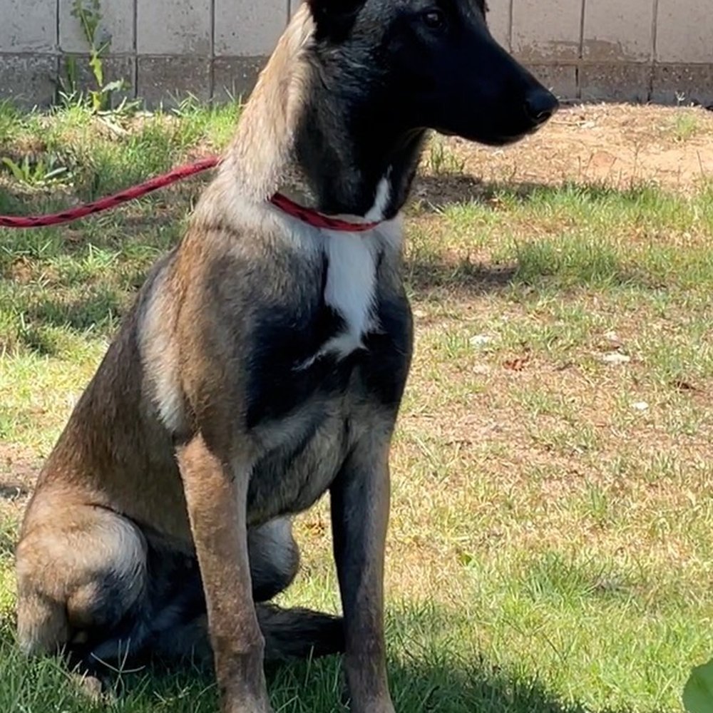 Sable Sable