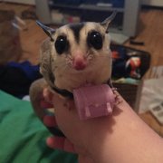 CEDAR PET CLINIC - Updated February 2025 - 11 Reviews - Yelp