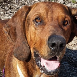 Whatcom Humane Society - Jack Daniels