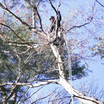Forest Keepers Tree Care - Tree Services Near Me - Lawrence, Kansas