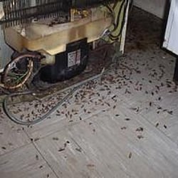 Westcoast Pest Services - heavy german roach infestation in a stove