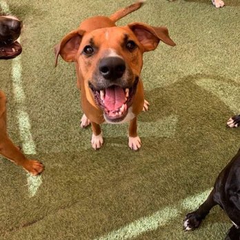 Chandler Dogs 24/7 - Hank at daycare - Pet Boarding Near Me - Chandler, Arizona