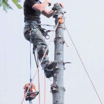 Tree MD Tree Care - Tree Services Near Me