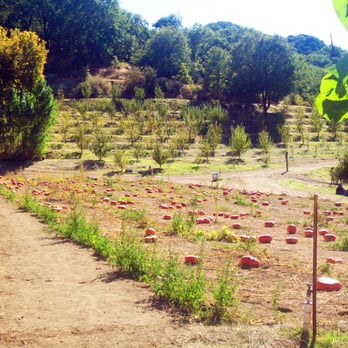 Riley's Farm - one of the pumpkin patches - Fruits & Veggies Near Me - Oak Glen, California