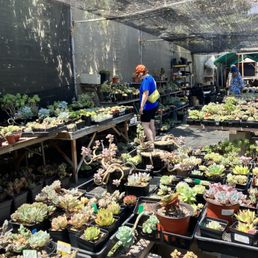 About a 5% of the plants available. Photo taken on 7/30/2023.