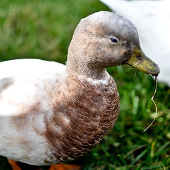 Netties Party Pals - Duck at the Petting Zoo! - Party & Event Planning Near Me - Hemet, California Netties Party Pals - Duck at the Petting Zoo! - Party & Event Planning Near Me - Hemet, California