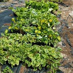 Aurora Hills Farm Nursery & Landscaping